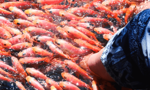 Fish Spa Therapy At Madu River In Sri Lanka  calfs wonderful nature animals healing