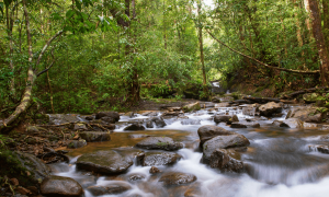 Kanneliya Forest in Galle Sri Lanka kanneliya photos kanneliya forest contact number kanneliya forest kanneliya hotel kanneliya waterfall kanneliya villas kanneliya map kanneliya forest ticket price