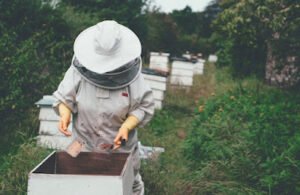 Placing bee colonies in boxes bee farming pdf bee farming is called bee farming for beginners bee farming profits bee farming near me bee transport and bee keeping field placing