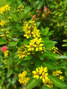 Yello-flowers-picture-gurubawla-farm-morawaka-nayamulla