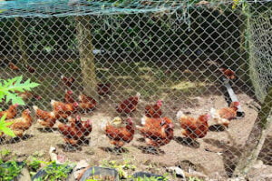 goat-chicken-farming-gurubeula