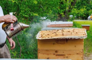 Field placement of bee boxes smoke to bee hives smoke to bee boxes smoking bees how to surrender bees caring about bees in the jungle protect my bees big bee box how to place my bee box how to plce my jungle bee hive in the garden