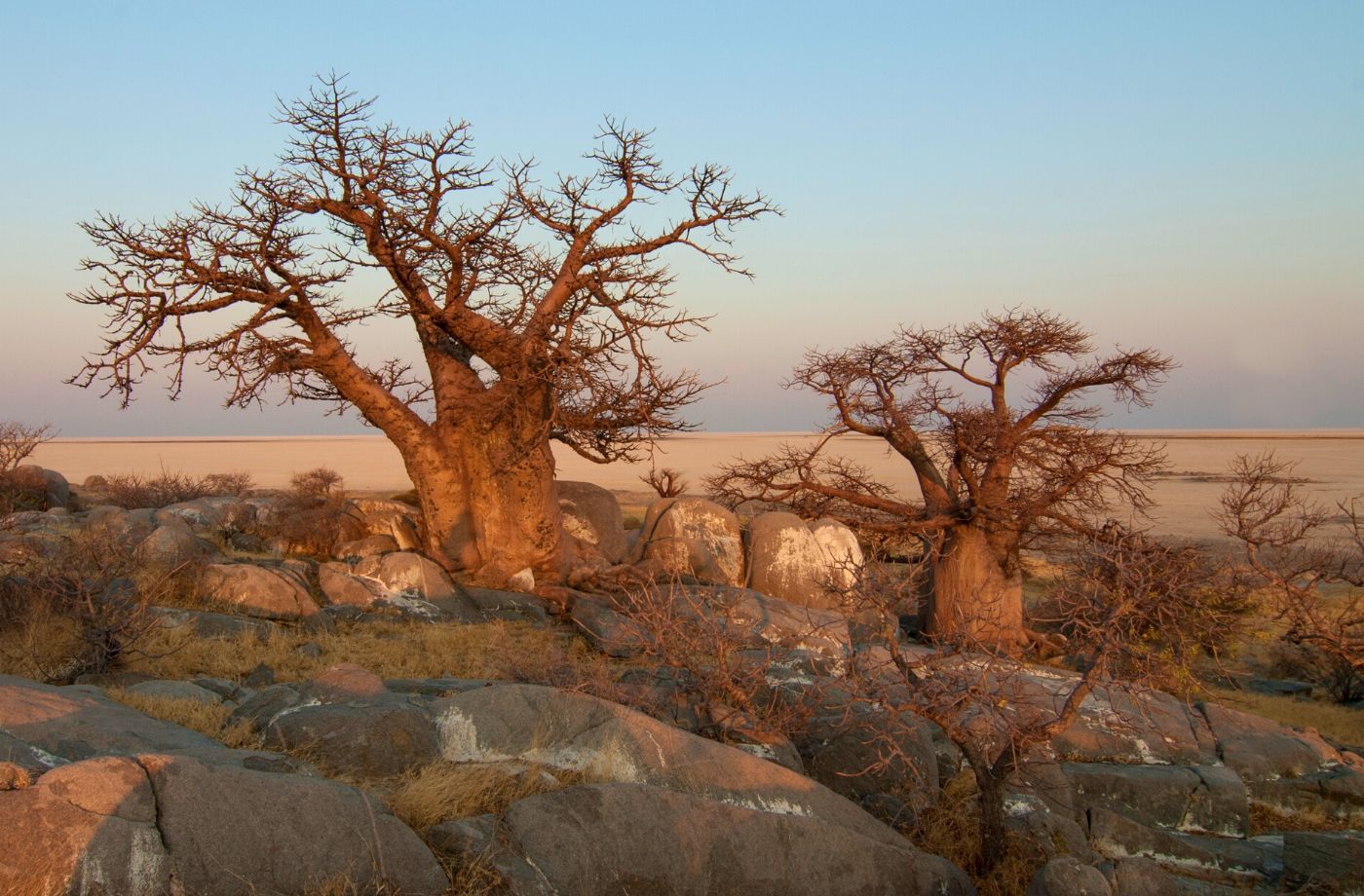 Botswana amazing trees biodiversity The wonder of Botswana 7 wonders seven wonders wonders of nature beautiful travel countries