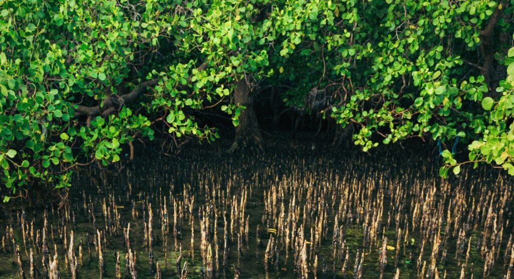 where are mangroves found the importance of mangrove ecosystems mangrove ecosystem facts example of mangrove ecosystem how do humans affect mangroves mangrove forest biodiversity mangroves coral reefs and rainforest are examples of ecosystem mangrove food 