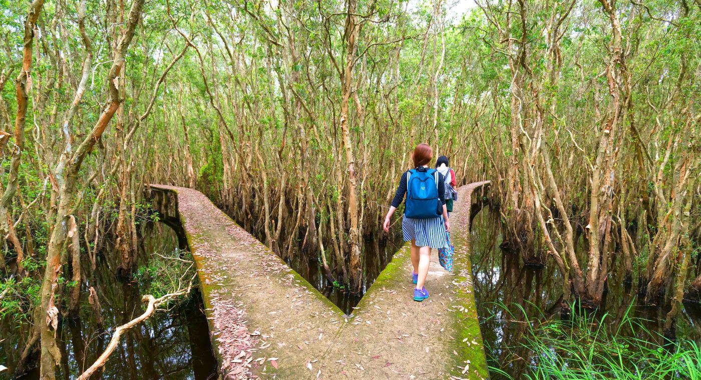 mangroves jungle kadol trees mangroves plants beautiful picture travelling mangrove trees jungle human exist survival