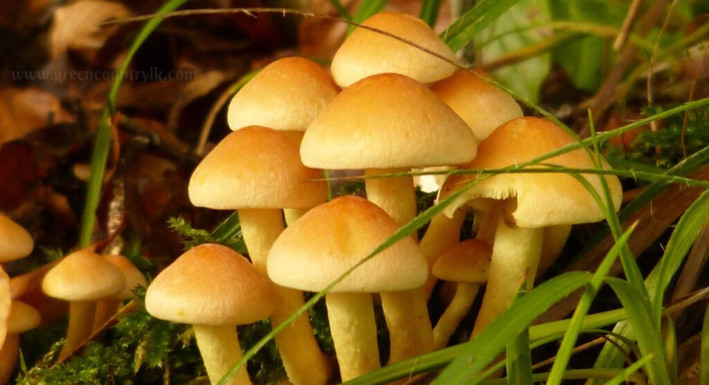 Mushrooms