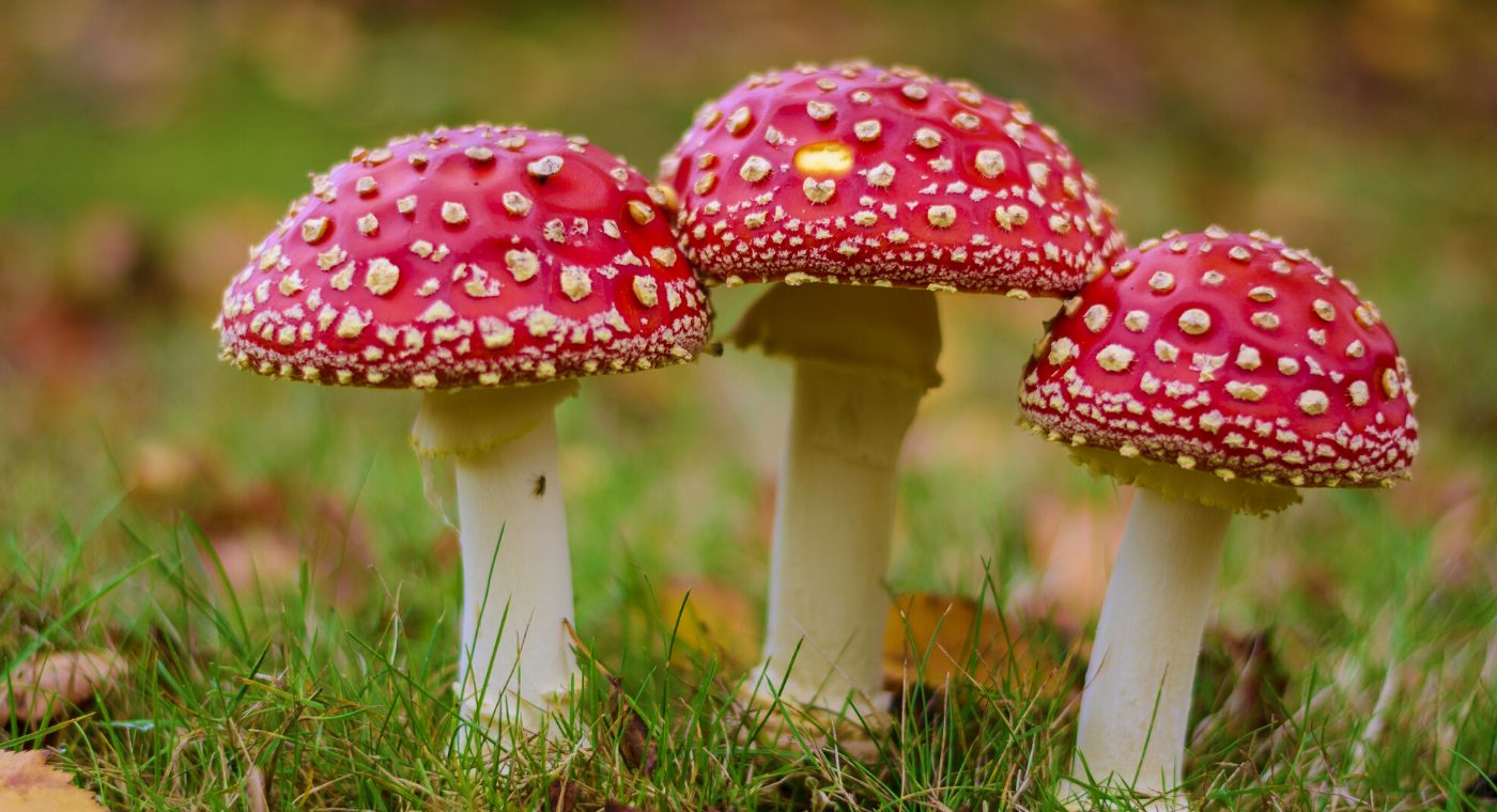 re mushrooms