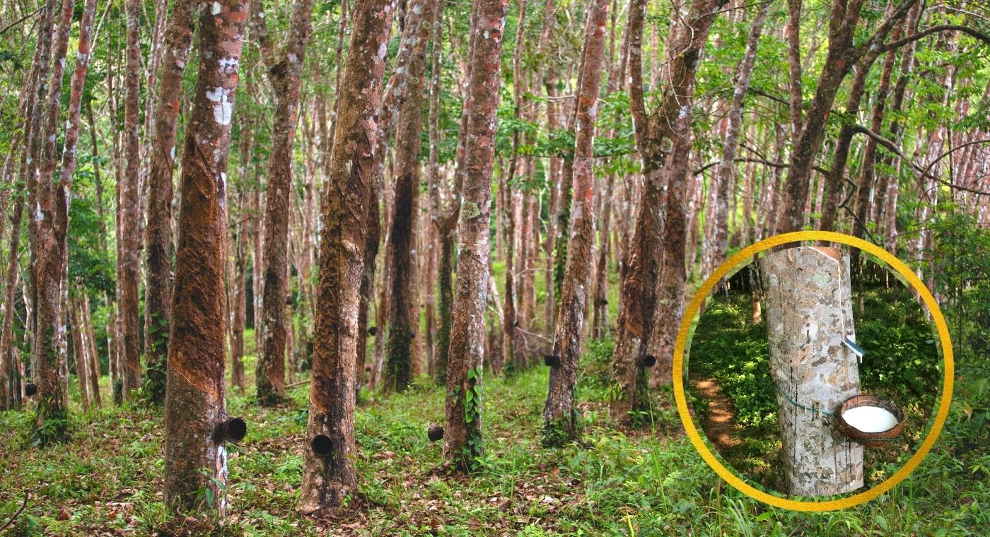Rubber Cultivation Natural Rubber Products Made from Trees