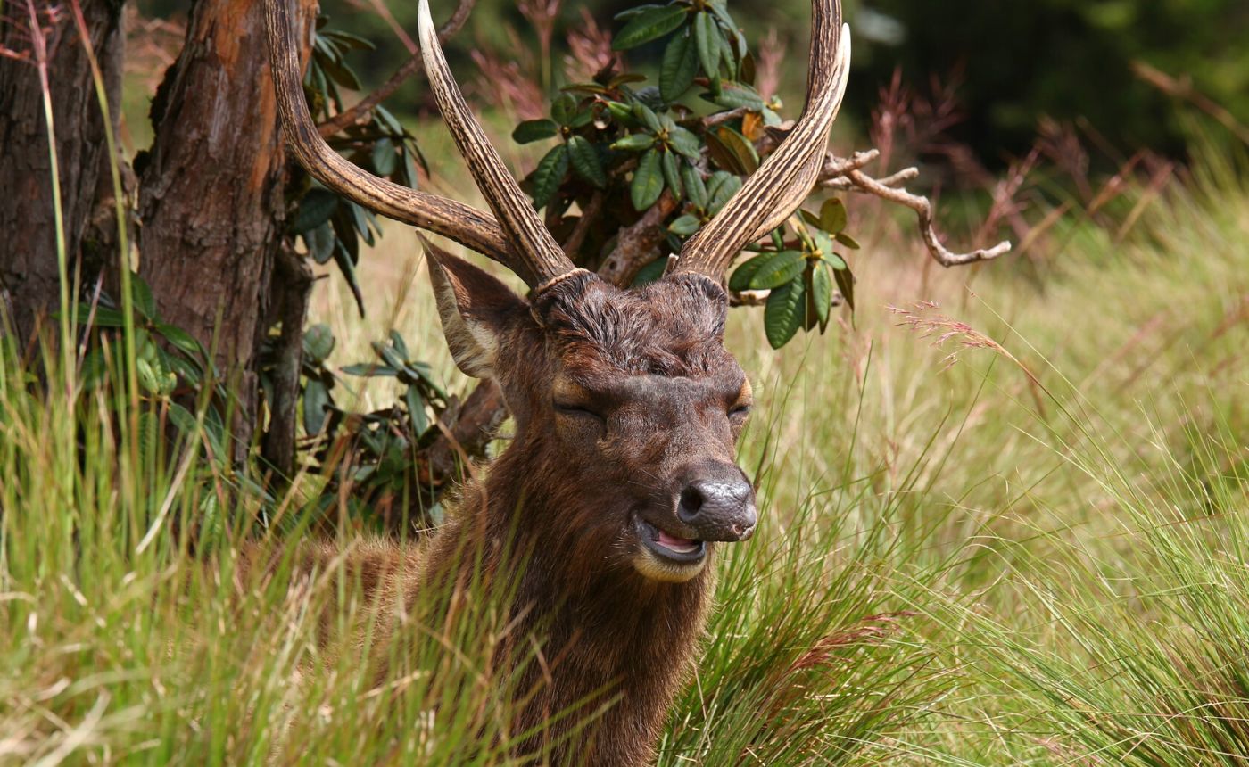 Deer-Horton-plains-national-park-Sri-Lanka Amazing Animal Pictures