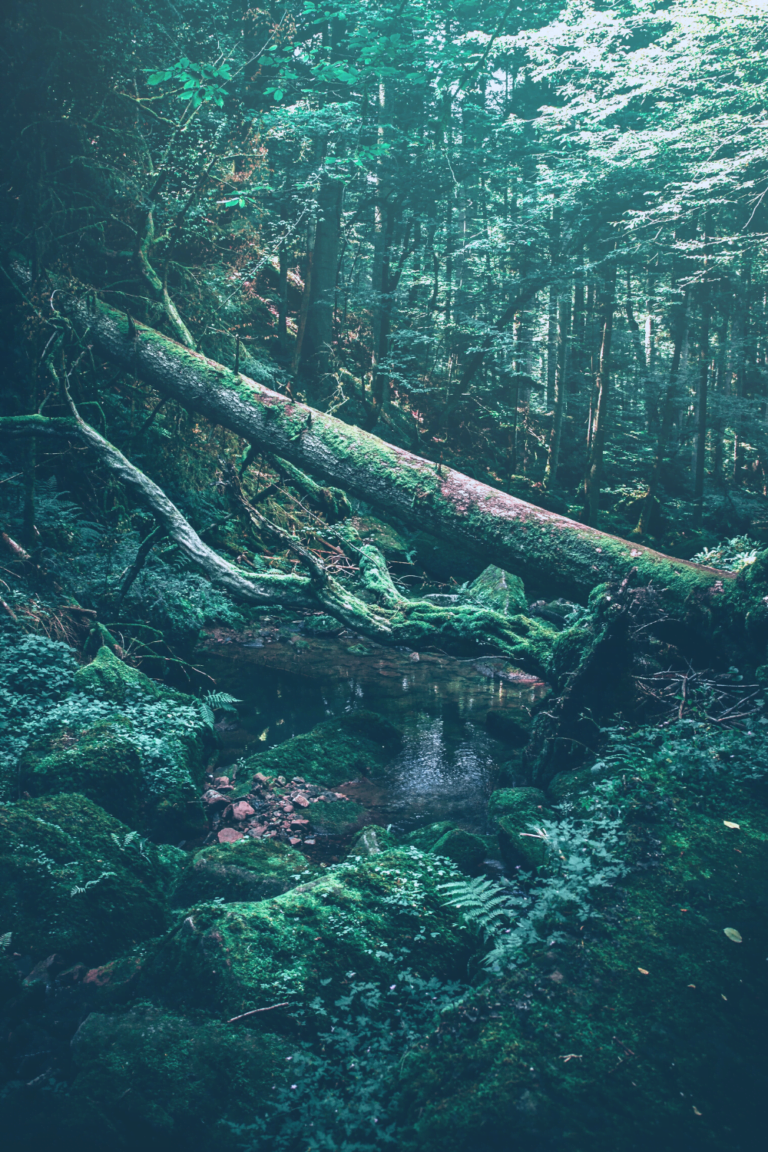 beautiful small pond in the jungle forest beautiful nature photo green scary forest pictures dark in the jungle small-water-source-in-the-jungle how to find water in the jungle lost and find foods