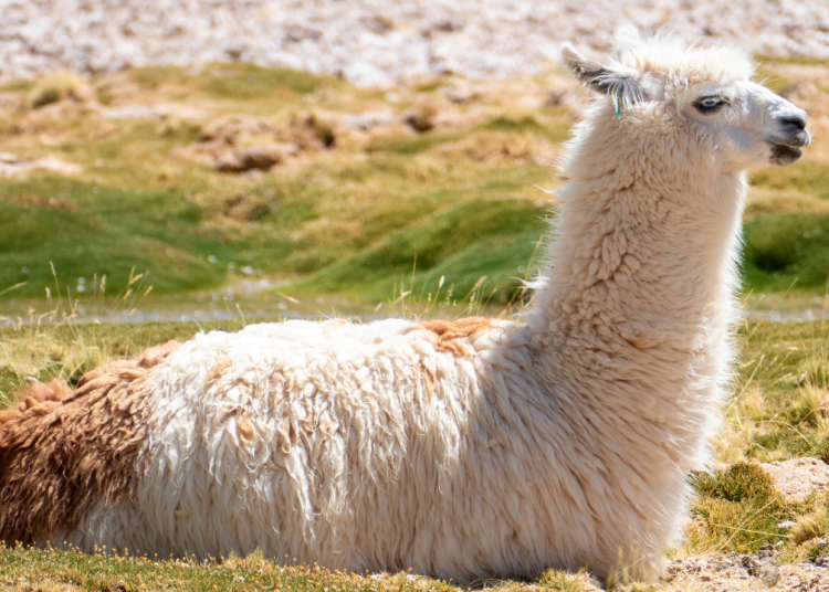 a-beautiful-picture-of-Llama