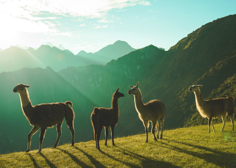 llamas-sitting-on-the-top-of-the-mountain-wonderful-view