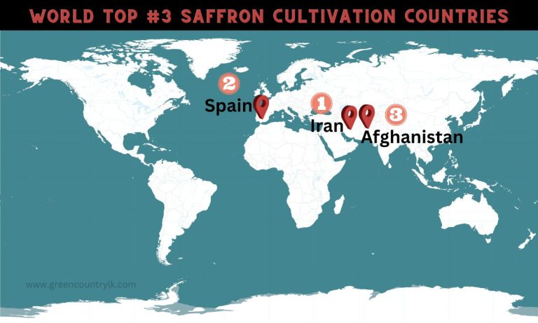 world-top-saffron-production-countries-Iran-Spain-Afghanistan map view locations Who is the large producer in saffron cultivation?