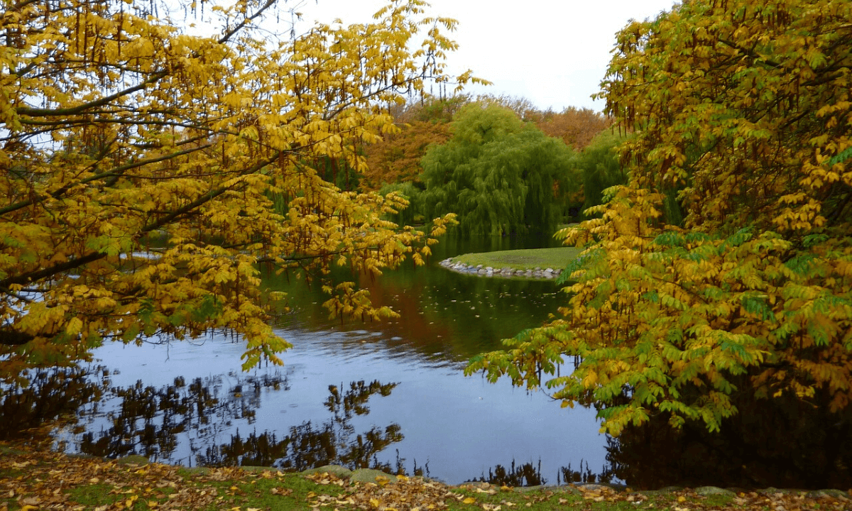 Malmo in Sweden Yellow colour trees and beautiful nature pictures