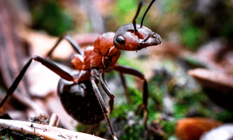 bullet ant close-up image can a bullet ant kill you ant dangerous insect bullet ant facts bullet ant size bullet ant pain red and picture bullet ant colony How painful is a bullet ant? can a bullet ant kill you Asian bullet ant ant close-up image How strong is a bullet ant sting? Is bullet ant killer insect? bullet ant queen bullet ant attack wildlife survival discover nature