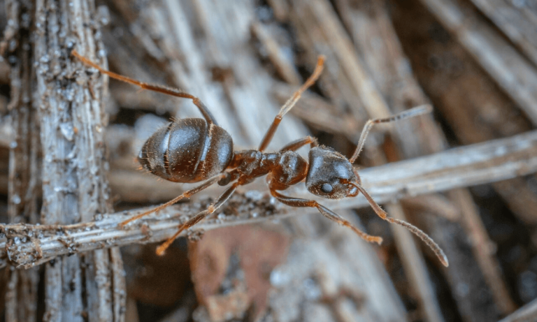 fire ant close-up image fire ant insect picture fire ant facts fire ant details fire ant bite fire ant species fire ant family fire ant killer fire ant bites treatment fire ant queen fire ants vs red ants Is fire ants hurt?
