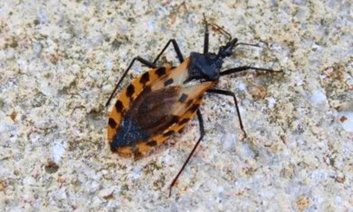 kissing bug insect close-up picture dangerous animals in the world Is kissing bug real insect? kissing bug bite kissing bug poison kissing bug locations Where are kissing bugs found? are kissing bugs dangerous? can kissing bugs kill you? how to get rid of kissing bugs amazing insects skills yellow colour insect rare insects poisonous killer bee insect