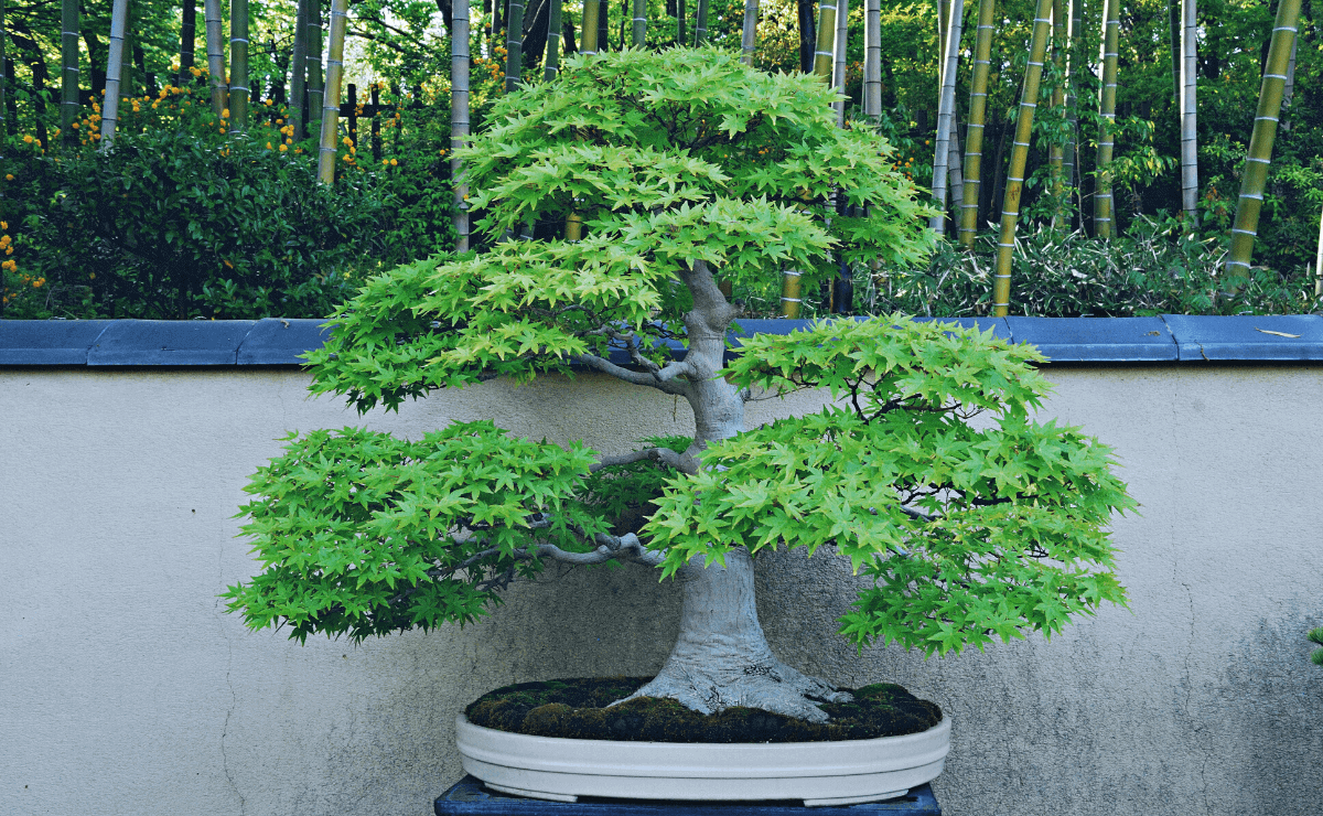 bonsai-plant-how-to-make-a-bonsai-plant-bonsai-mean-bonsai-uses