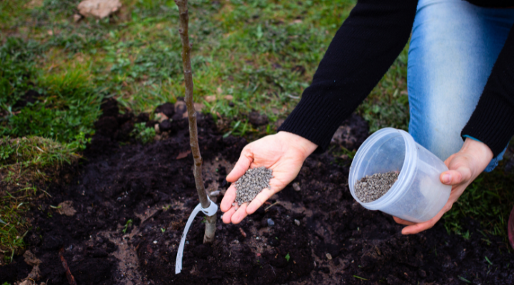 organic fertilizer is applied to plant green country nature cultivation tips and tricks how to farming manure production plant agriculture ecology