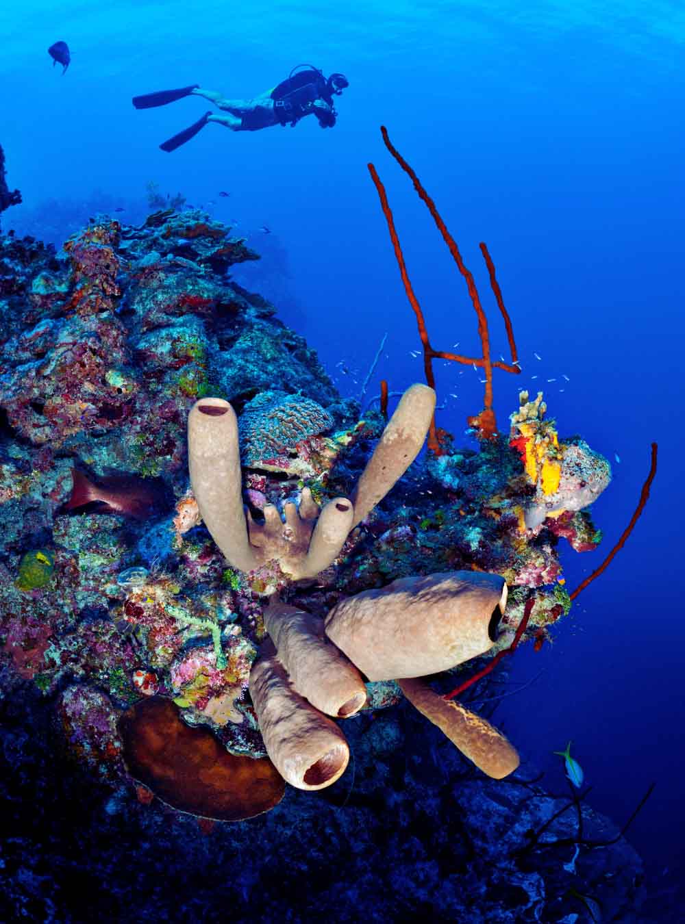 scuba diving in Mabul island, dive in, deep diving, cave diving, snorkeling, Pulau mabul island, mabul island diving
