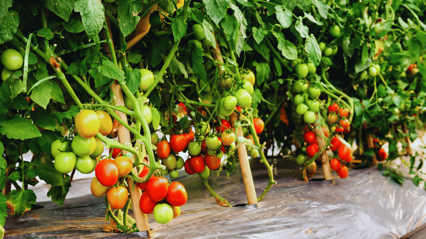 Is-green-and-red-tomato-a-fruit is tomato a fruit tomato plants- is tomato a berry