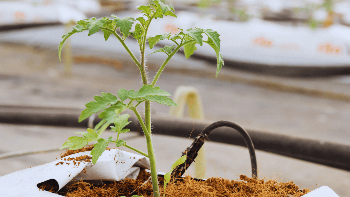 small-tomato-plant-healthy-plant-agriculture-guide-types-of-tomato-cultivation-techniques