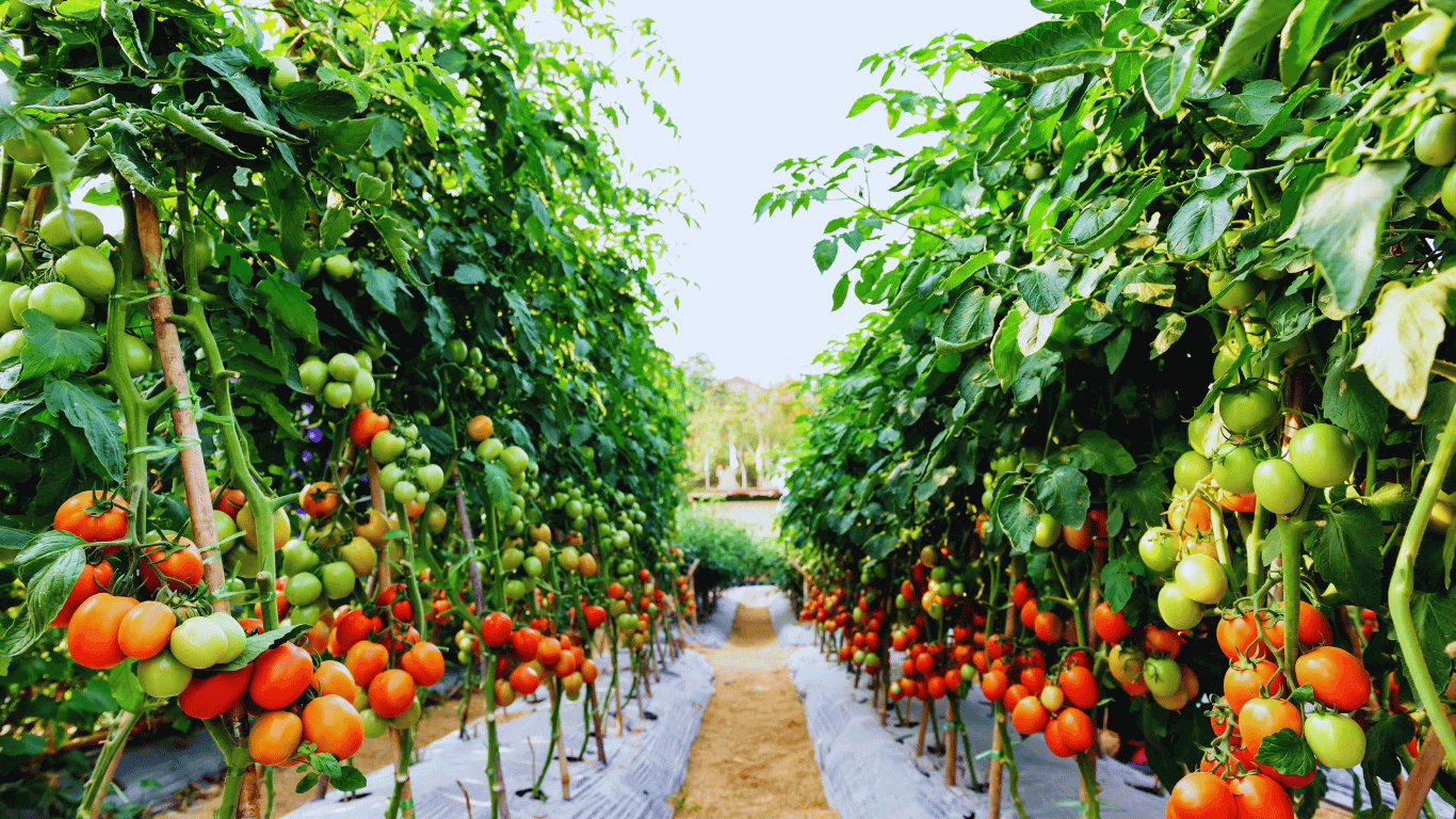 tomato-cultivation-techniques-guide-agriculture-success-methods-green-country