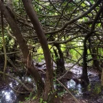 Baddagana Wetland Park බැද්දගාන තෙත්බිම් උද්‍යානය