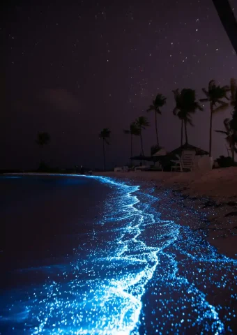 Nature's Light Show Across Oceans and Forests Glowing creatures, Bioluminescent research, Bioillumination, Marine biology,Bioluminescent organisms, Natural light production